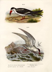 ブラックスキマー、1864年